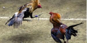 Sảnh Đá Gà MMWIN – Đấu Trường Hào Hứng Bậc Nhất Năm 2025