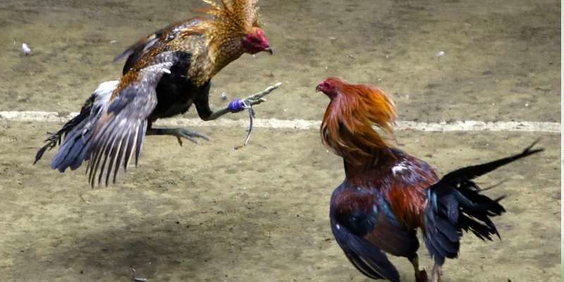 Sảnh Đá Gà MMWIN – Đấu Trường Hào Hứng Bậc Nhất Năm 2025